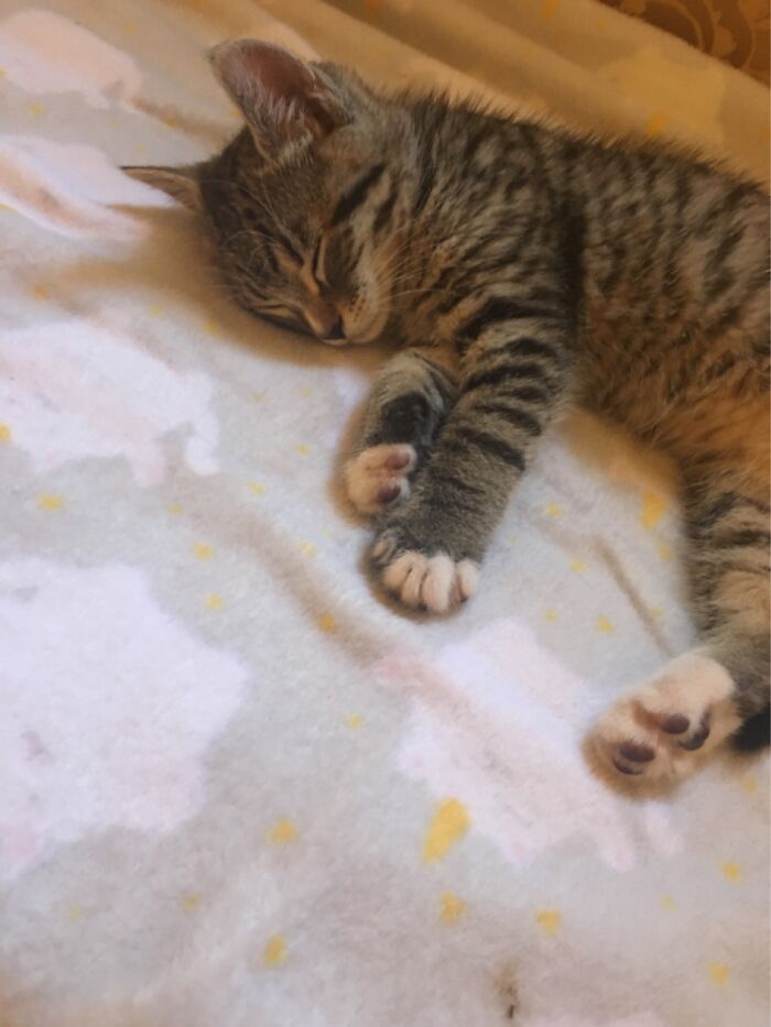 My Bff’s New Kitten