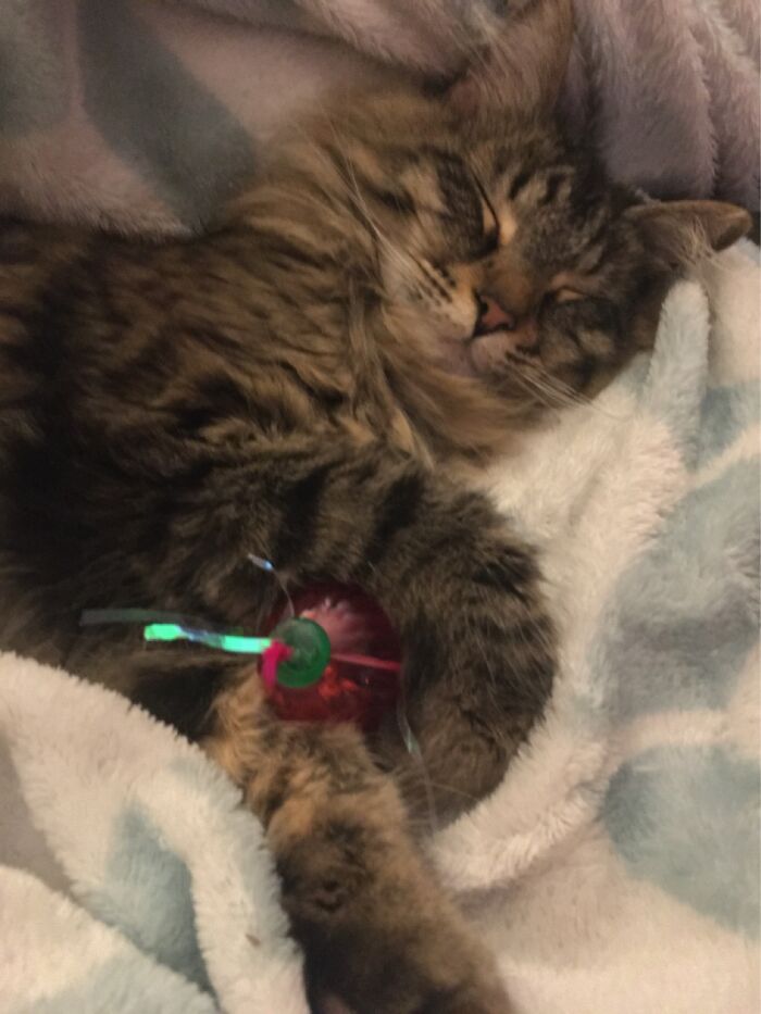 This Is Rick. He Is Still Growing So He Sleeps A Lot.