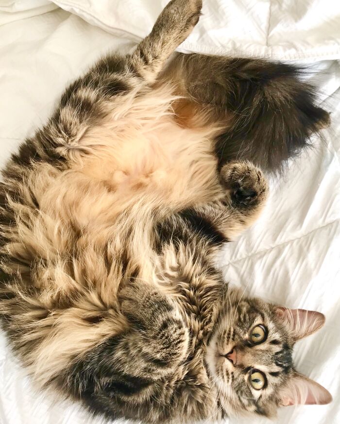 He Was Sleeping So Deeply Had No Idea I Was Above Him. I Said His Name And He Screamed “What?!”