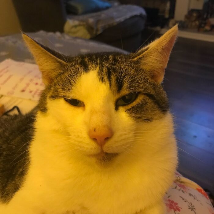 My Gorgeous Manx Cat - Skye