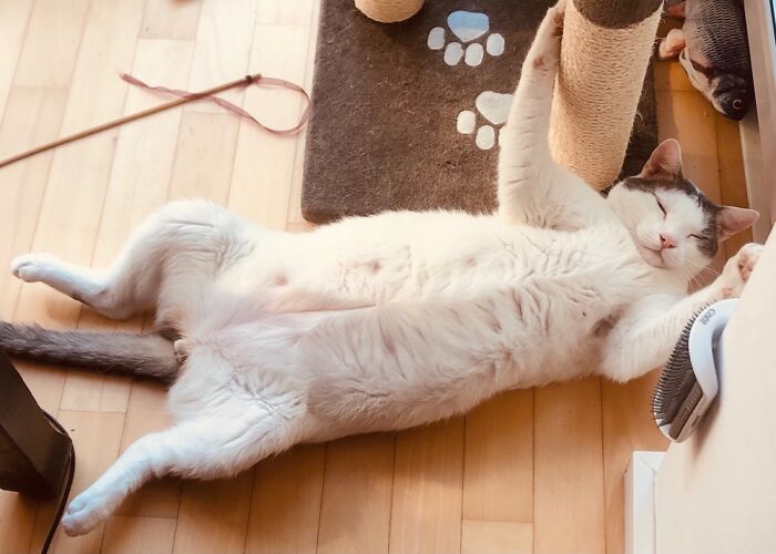 My Cat Johnny ❤️ Who Really Loves To Sleep On His Back...