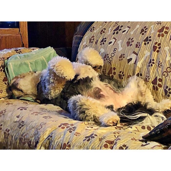 She Loves To Sleep Like This, It Must Be Comfy.