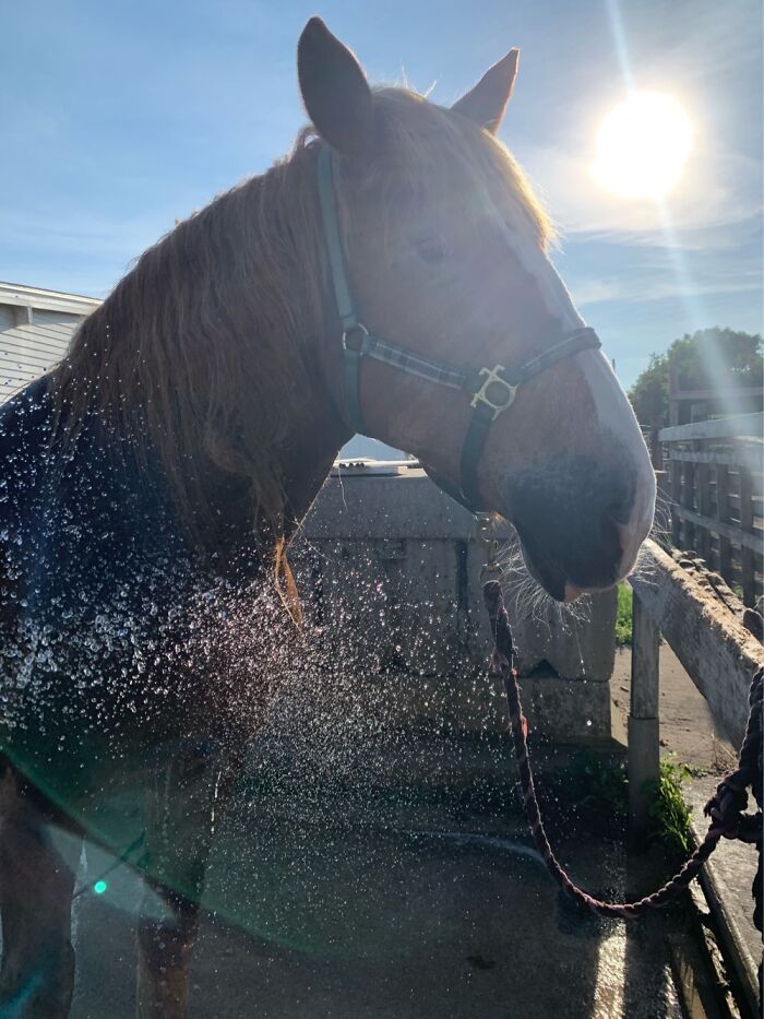 Our Belgian Draft, Maisie, That We Rescued A Few Years Ago