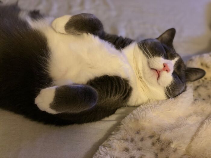 A Most Majestic Pose From My Floof