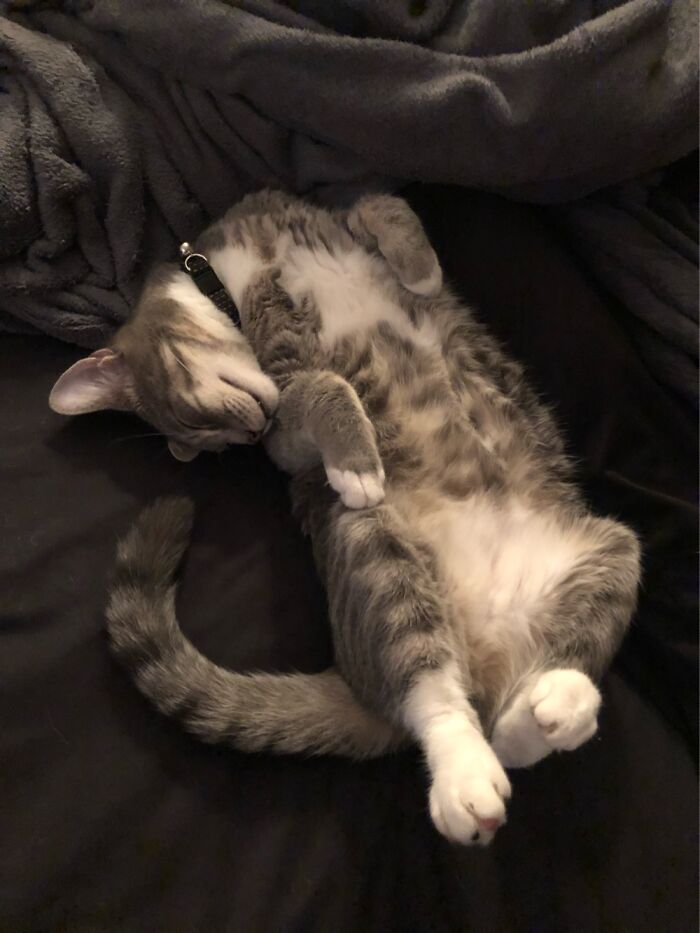 The Absolute Adorable Energy That Smokey Gives Off