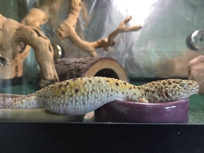 Prince Enzo’s Belly Fell Between Bowls Of Worms And Calcium Supplements.