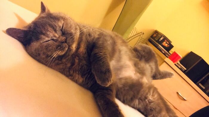 My Lazy Lizi. Missing Her Very Much.