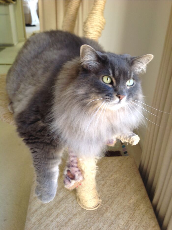 Catkins, Author Of Her Novel “Bathsheba Ironpaws: Zombie Fighter” By C Atkins, On Amazon.