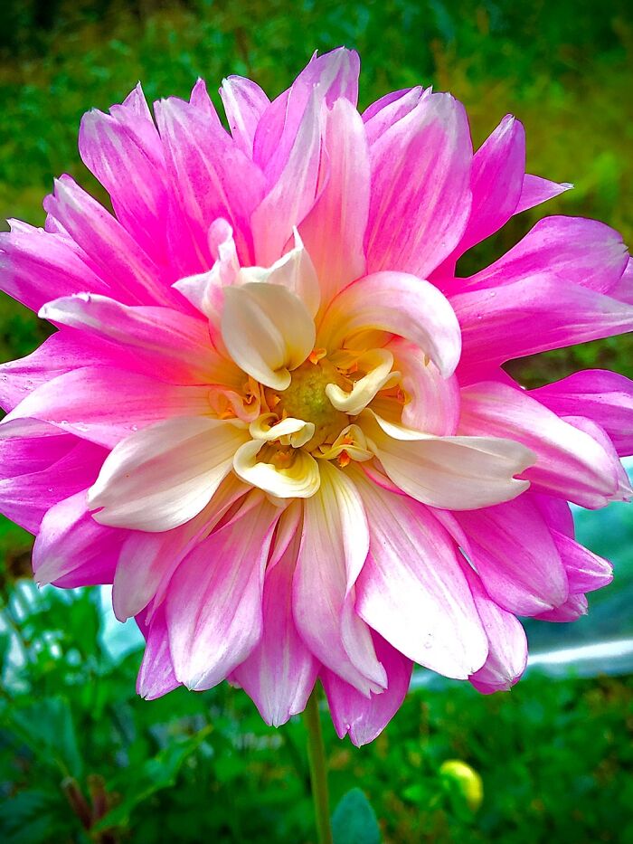 A Flower I Found When Helping Out On A Local Farm