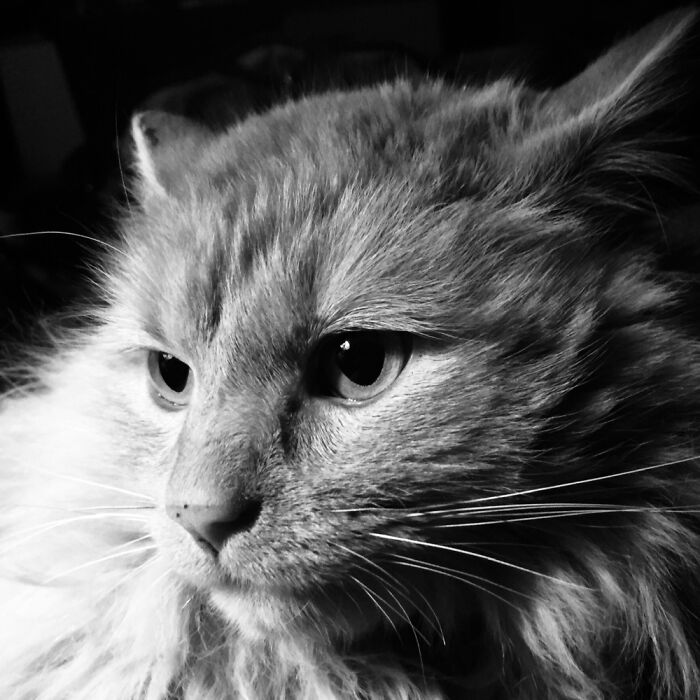 Roscoe Was A Neighbor’s Cat. When I Put In A Pet Door, He Moved In.