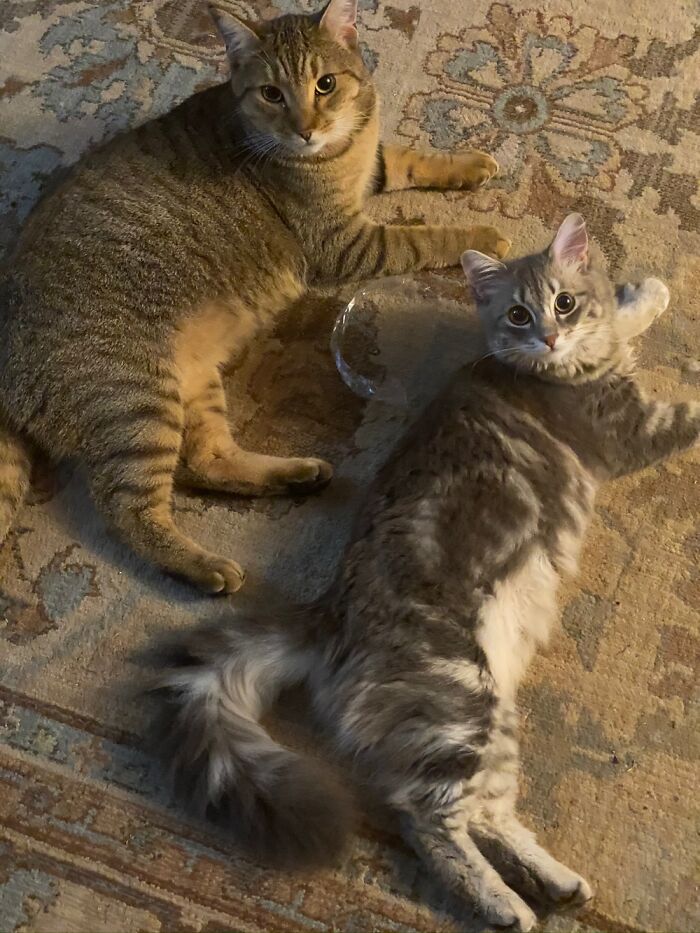 These 2 Always Up To No Good. Say Hello To Lucifer And Gracie