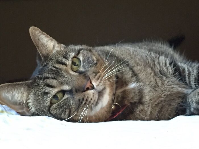 Our Lovely Old Lady Bella, 2 Months After We Got Her At The Shelter.