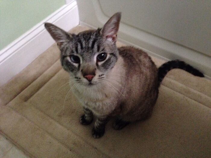 Rip My Bestest Buddy