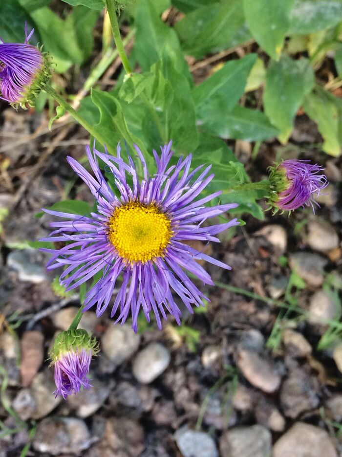 This Is A Flower That I Took A Picture Of In Coalville Utah At My Cabin,