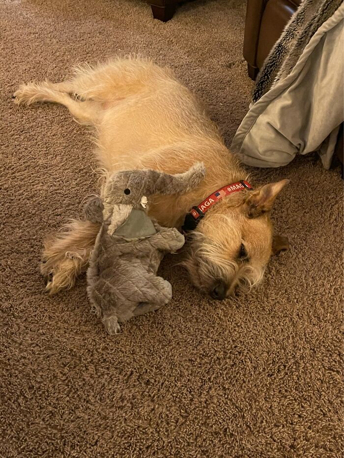 This Is Our Boi Rascal And His Favourite Toy