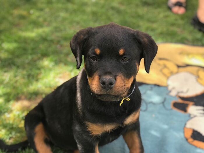 Sweet Lucky, 2 Months Old