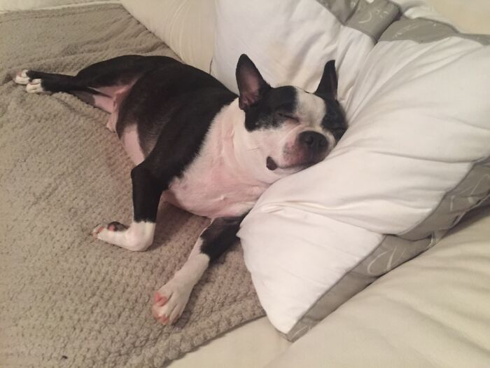 He Snoozes On Pillows Like A Little Hooman.