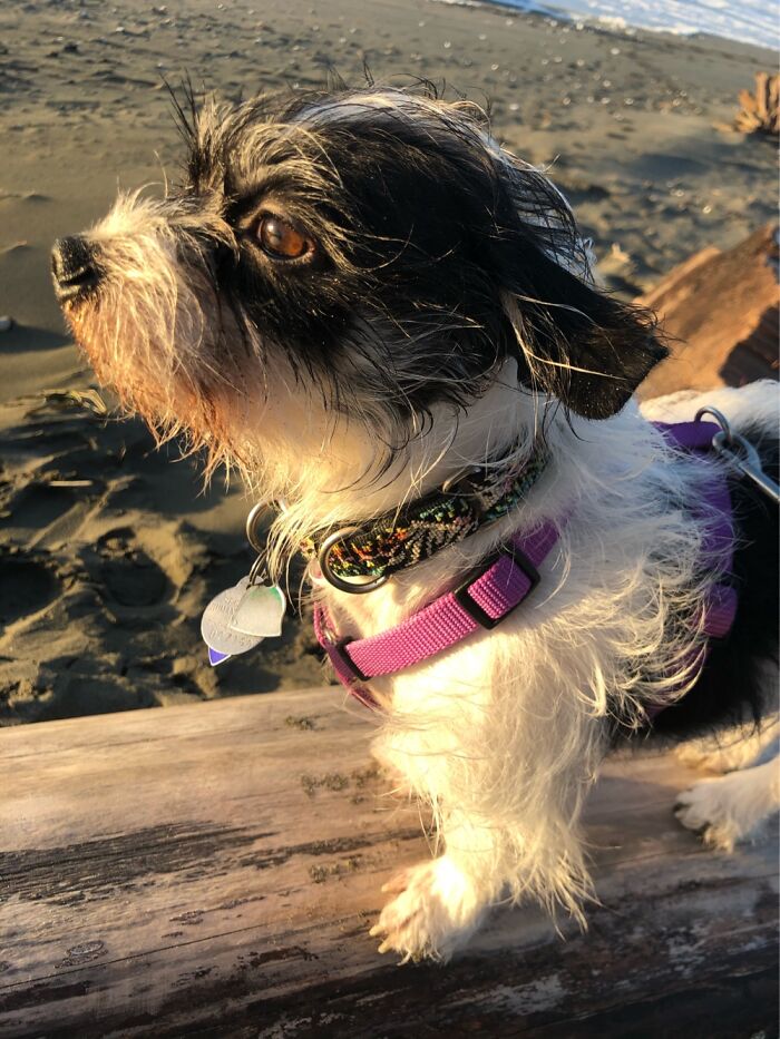 Harley From Eureka, California