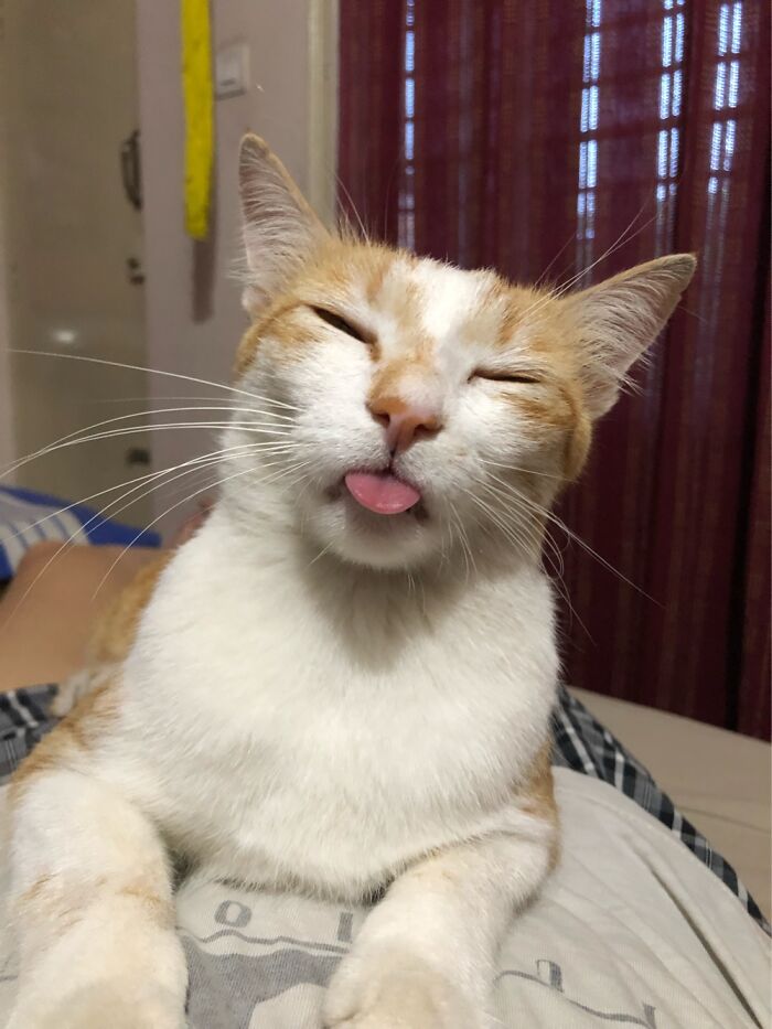 My Baby Girl Taggy Passed Away In 2020. But She Lives On In My Heart Forever.