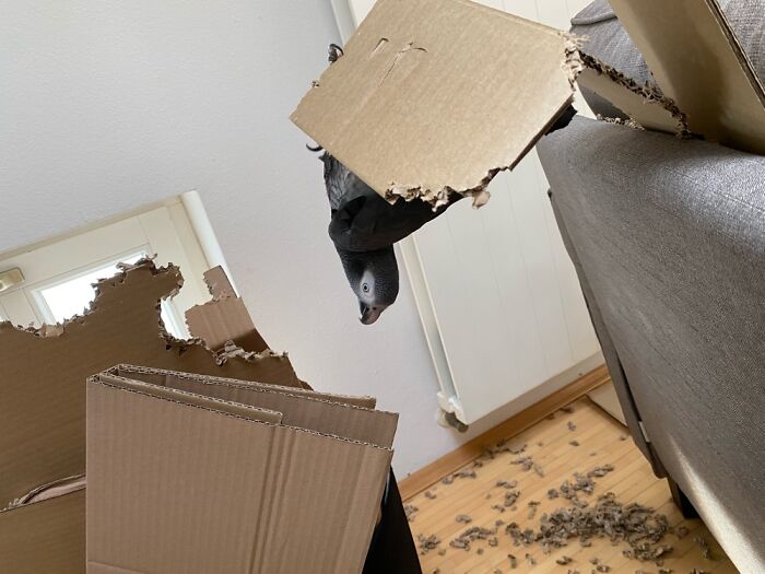 My African Grey Chews Everything!