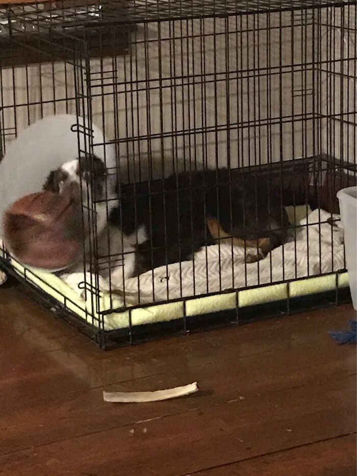 My Dog, Sprocket, Destroying A Basketball While Wearing A Cone... That He Also Soon Destroyed!