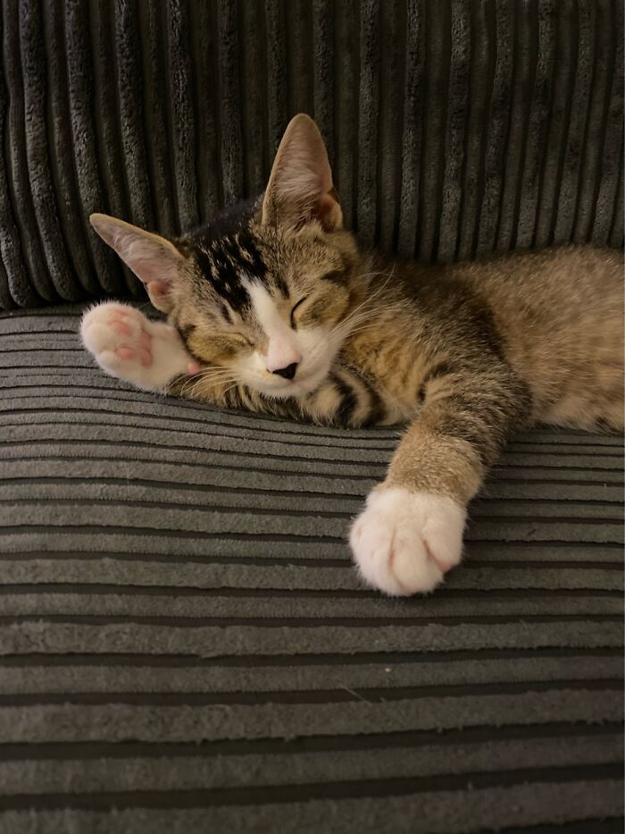 This Is Keith, He Loves To Nap!