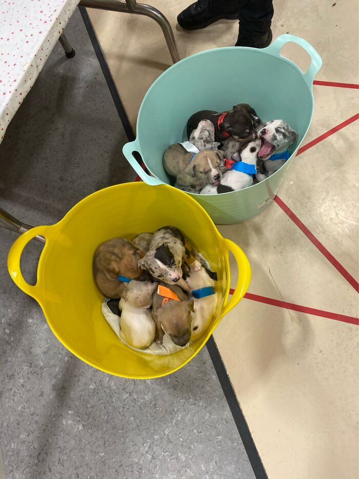 Not Mine Unfortunately, But 13 Pups, All Getting Their Vaccines At The Vet’s