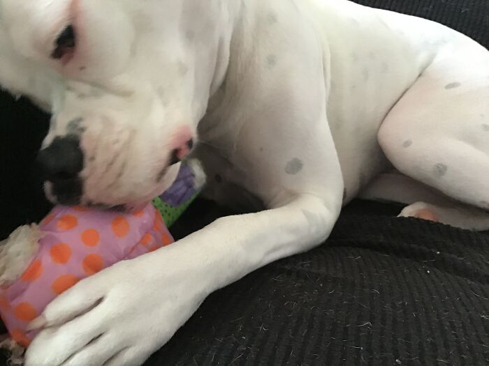 Daisy Has Hulk Teeth, We Got This Recently And She Already Chewed Off The Snout, Ears, And Arms