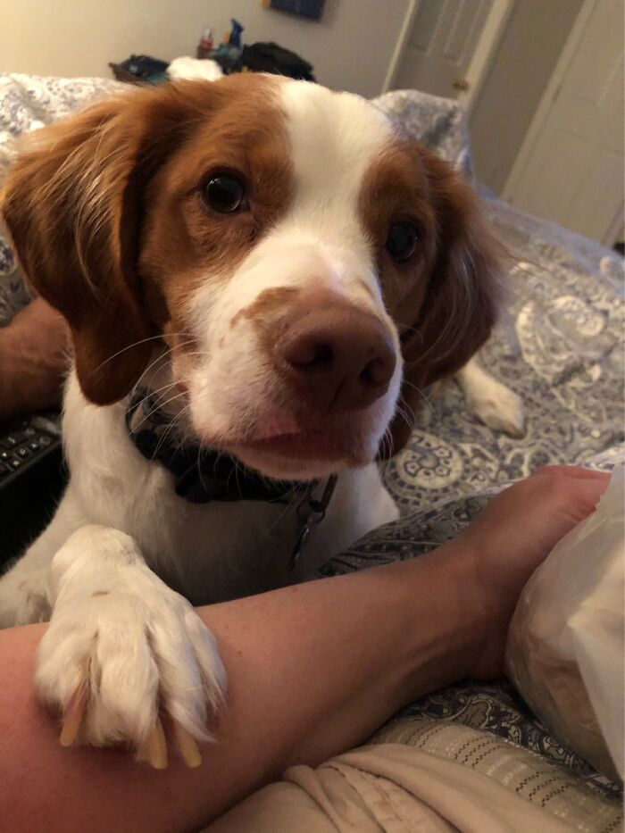 The Begging For Food Face