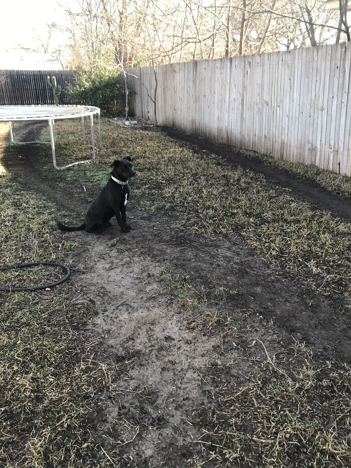 This Is Why We Can’t Have Nice Things (Odie Made The Race Track That He Runs Around Everyday, All Day)