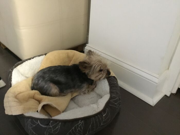 Teenie Is Chill’n In Her Bed