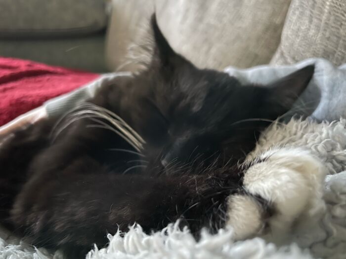 Fast Asleep On Me After Having ‘The Chop’!!