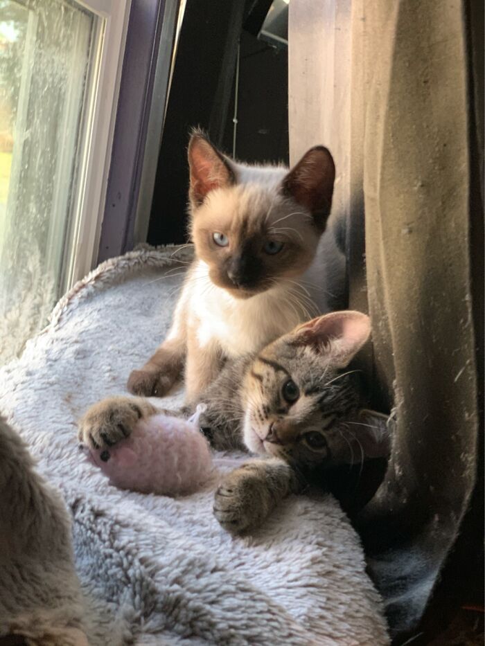 You Can’t See It But These 2 Have Destroyed My Depression. They Saved My Life. Gave Me Purpose