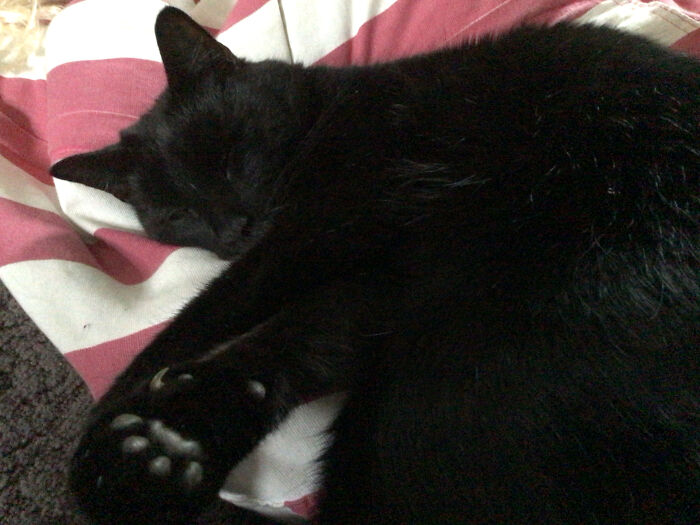 Chilling On A Beanbag He Purrs So Loud!