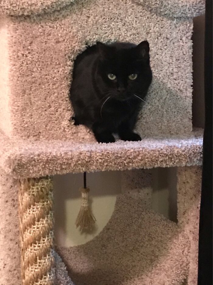 Enjoying The Cat Tree She Got For Christmas