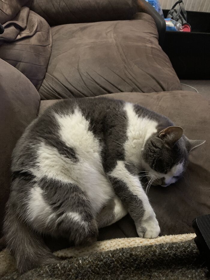 Oliver, Our 13 Year Old Tripod, Is Taking A Lovely Snooze.