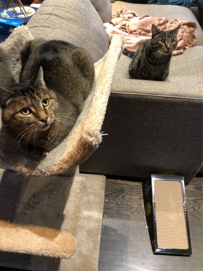 Here Are 2 Of My Cats!