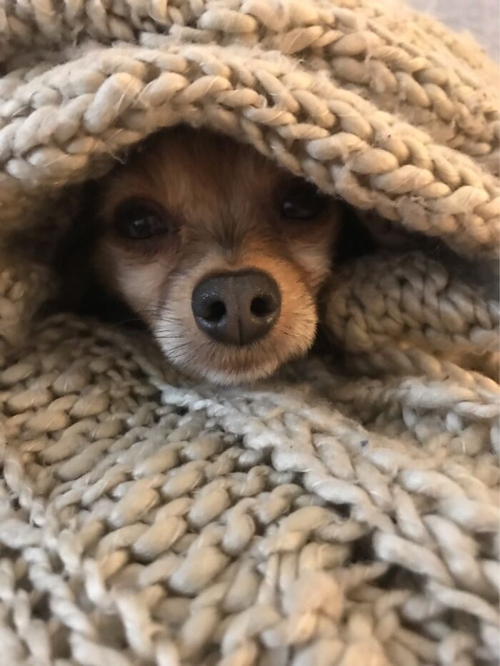 He Likes His Blankie