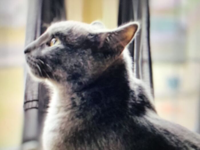 Being A Majestic Boi