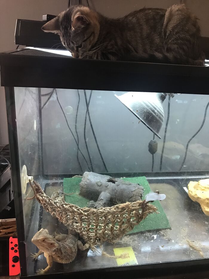 Idk What’s She’s Doing.... Or How She Got Up There