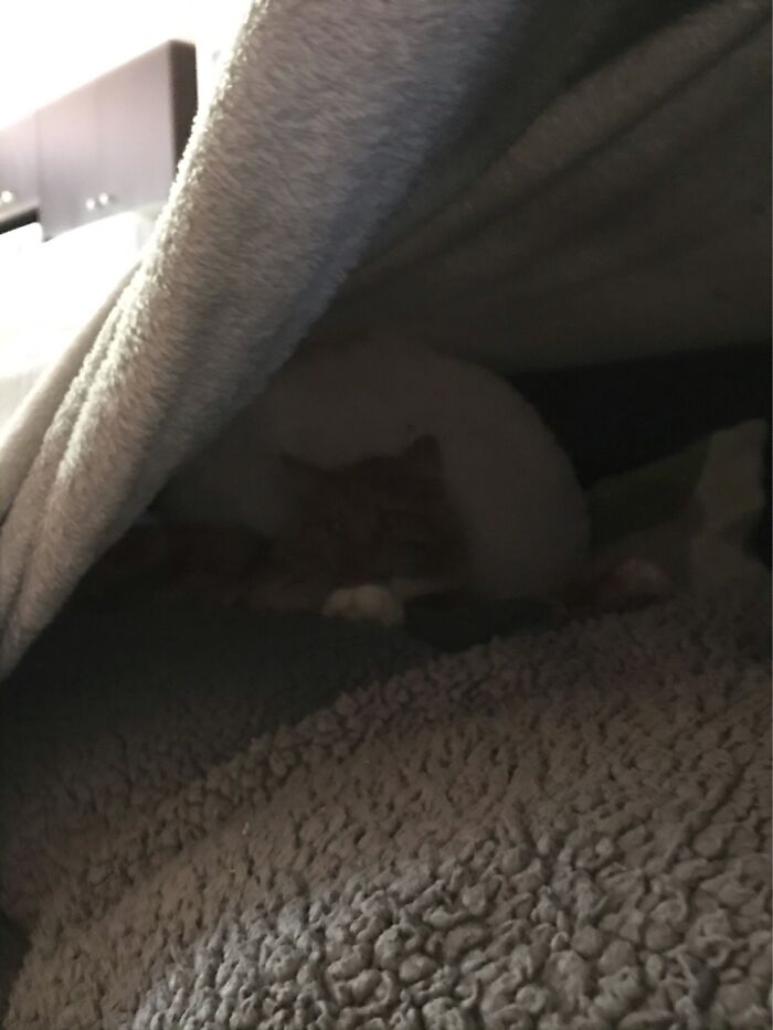 Sleeping In A Tent Of Blankets