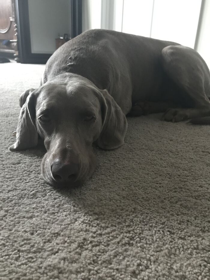 It’s Her Birthday And I Guess Eating Cake Is Exhausting