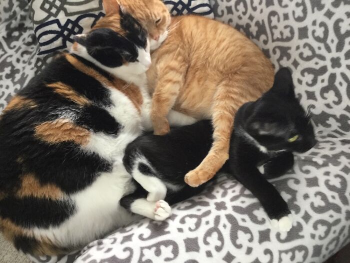 My Cats In The Chair Every Afternoon