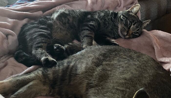 Black One Loves Belly Rubs! If You Didn’t Know Cats Usually Hate Belly Rubs