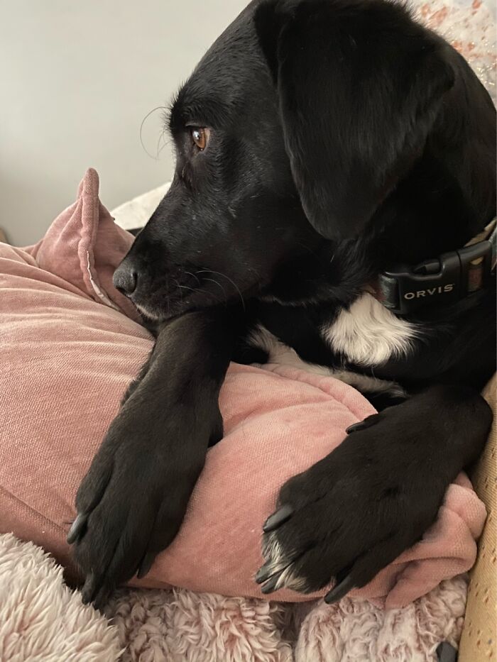 Snuggle Cuddle And Look Out Da Window