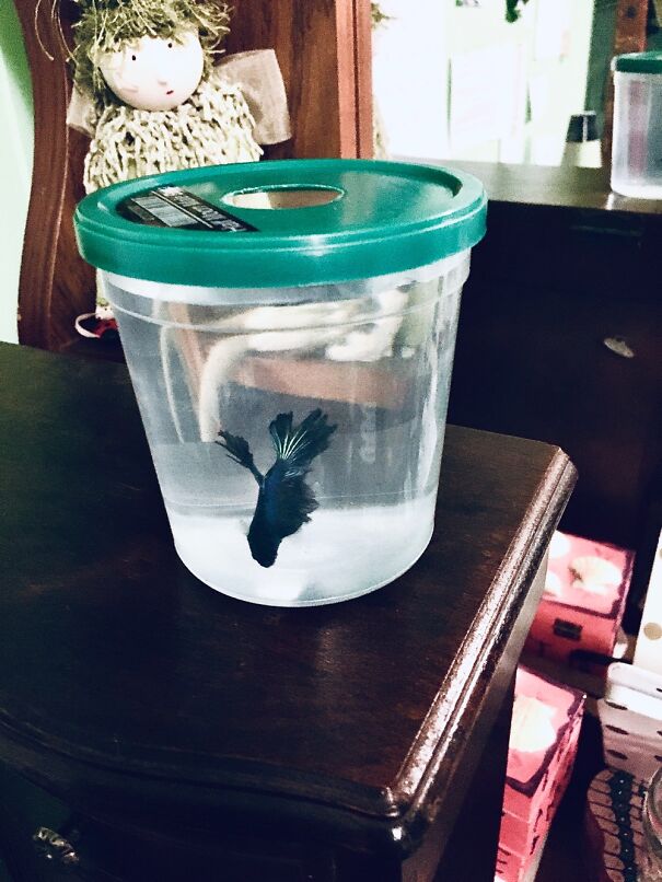 This Is My Beta Fish, Drake