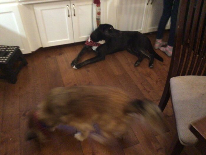 Some How I Got Them Both In One Pic