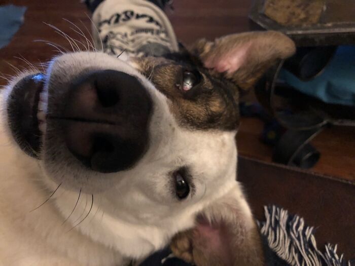 Rosie Forgets How Big She Is And Insists On Lying In Your Lap.