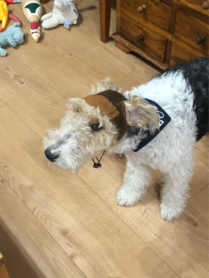 Basil Is Not Enjoying His Flying Helmet!