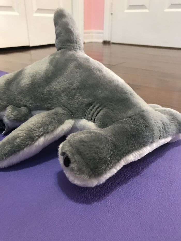 My Stuffed Shark, Named Sharky